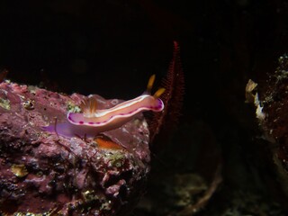 Verconia alboannulata in Izu
