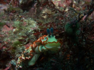 Beautiful nudibranch, Dermatobranchus ornatus, in Izu