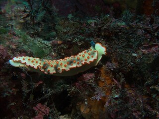 Beautiful nudibranch, Dermatobranchus ornatus, in Izu