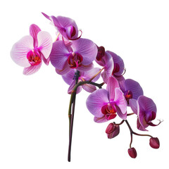Obraz premium Beautiful Pink Orchid Flower Blooms on Branch