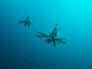 Luna lionfish in Izu