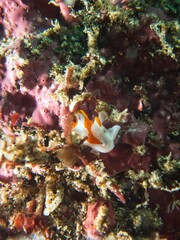 Warty frogfish Juvenile in Hokkawa