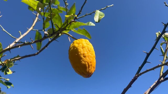 Etrog grow on yellow citron tree.Etrog is the yellow citron or Citrus medica used by Jews during the week-long holiday of Sukkot as one of the four species.