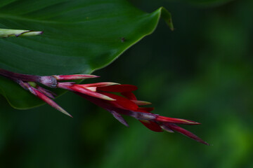 red and yellow flower