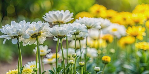 Row of white and yellow flowers in a garden, blooms, garden, floral, nature, botanical, blossom, bright, vibrant, sunny