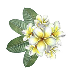 Plumeria. A bouquet of exotic tropical fragrant frangipani flowers. A hand-drawn watercolor illustration. An element of the design of packaging, postcards and labels. For banners, flyers, and posters.