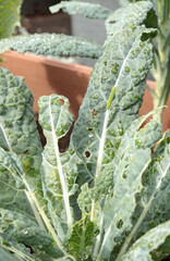 Overbite kale leaves with green caterpillar of cabbage moth. Pest in garden. 