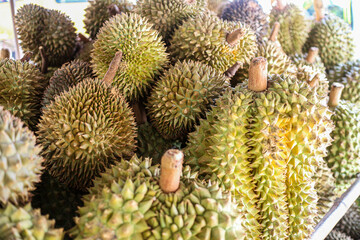 Fototapeta premium A close-up of a pile of Durian fruits, known for their spiky green exterior and pungent aroma. Close-up of Durian Fruits Background.