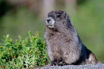 Marmot of Mt. Rainier