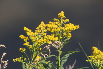 Golden Blooms Of Summer, Gold Bar Park, Edmonton, Alberta