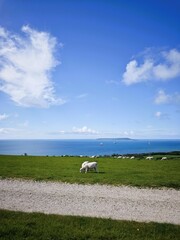 Sheep Grazing on a Green Hill in a Countryside Landscape