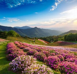 view of flowers in the hills