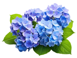 Gordijnen Beautiful hydrangea flowers in shades of blue and purple, surrounded by vibrant green leaves, perfect for nature lovers. © amankris99