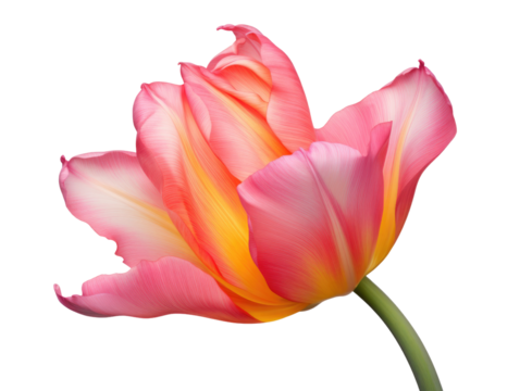 Delicate pink tulip showcasing vibrant petals with yellow accents on a sleek green stem against a dark background.
