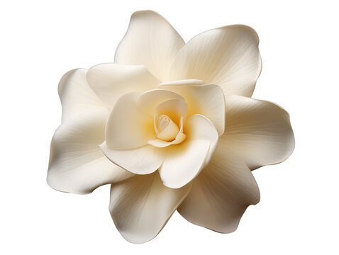 Fototapeta Elegant white flower showcasing delicate petals and subtle hues, perfect for nature-themed projects and designs.