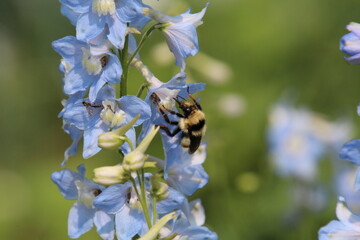 bee on a flower