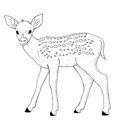 sketch illustration of deer isolated
