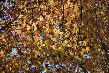	鮮やかに色ずいたモミジ、秋の景色
