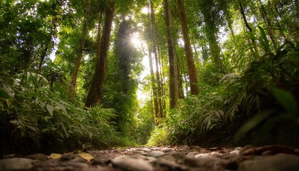 Obraz premium A serene escape into a forest where sunlight filters through the trees.