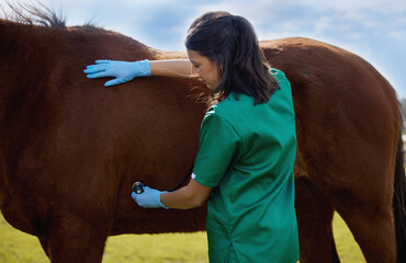Horse, vet and stethoscope on farm for health, examination and care of stallion at ranch....