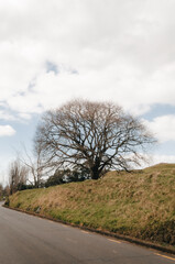 a leafless tree in One Tree Hill, Auckland