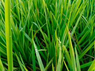 Obraz premium Small red dragonfly, or Damselflies, perched and hidden on a rice plant