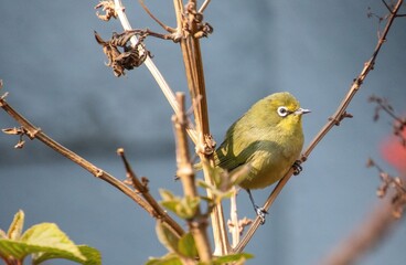 A tiny green Cape white-eye perched in a bush in the South African outdoors