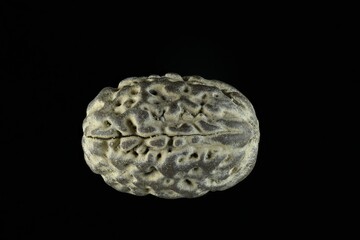  Small seed nut looking like a human brain structure seed found on tropical beach