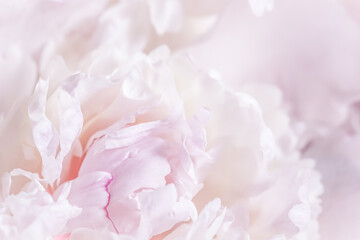 White pink peony petals. Soft focus. Abstract floral background for holiday design