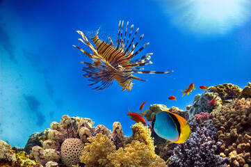 Hard corals of the Red Sea.