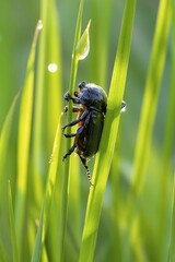 A close-up view of a beetle clinging to a slender green blade of grass