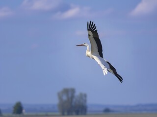Obraz premium White Stork flying in the sky