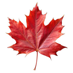 Fototapeta premium Red maple leaf isolated on transparent background