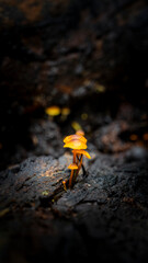 mushroom on a tree