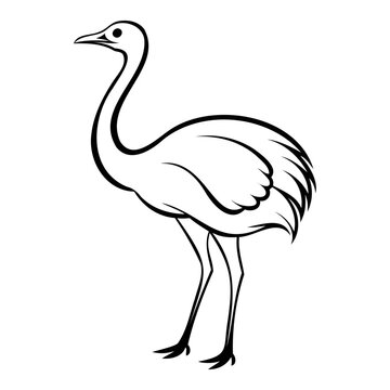 recommend clip art: Ostrich outline line art drawing vector illustration