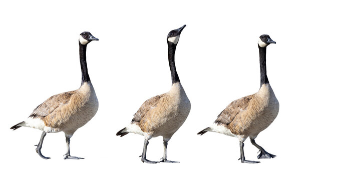 Canada geese (Branta canadensis) photos isolated on a transparent background. Cropped clip art, photo assets, original photos by me. Transparent PNG