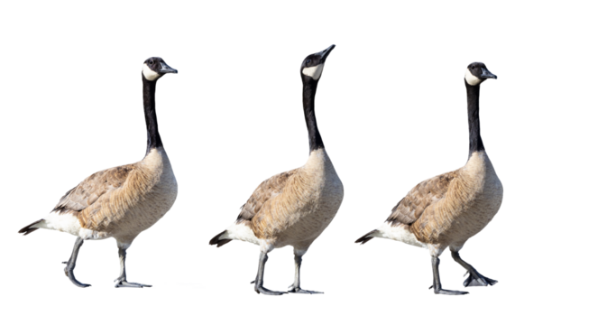 Canada geese (Branta canadensis) photos isolated on a transparent background. Cropped clip art, photo assets, original photos by me. Transparent PNG