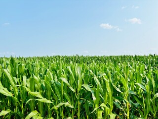 Obraz premium field of corn