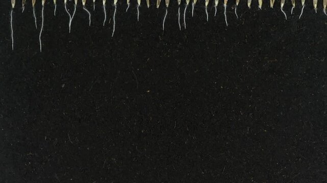 Time lapse of grass germinating and growing in a rhizobox