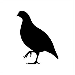 Quail silhouette on white background. Quail icon vector sign illustration design.
