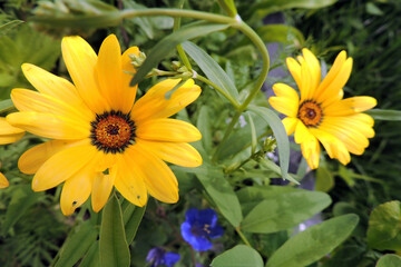 Yellow glandular Cape marigold flowers in close-up