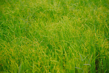 Yellow green rice plants in rice fields in Thailand. Paddy is processed into rice, the staple food of Thailand.