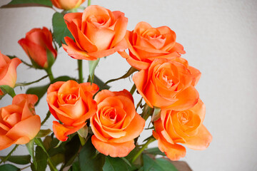 トロピカルアマゾン