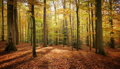 Obraz premium A sunlit autumn forest with golden leaves and long shadows, perfect for capturing the essence of fall in seasonal or nature-inspired designs.