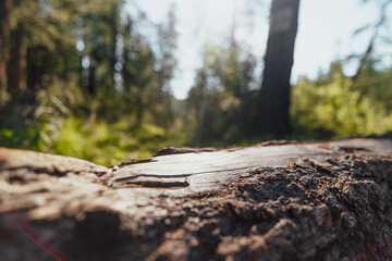 tree trunk surface in morning