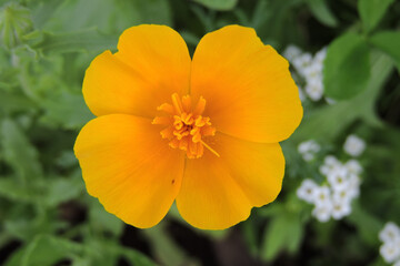 An orange California poppy flower in close-up, green leaves in the background