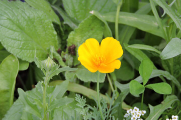 An orange California poppy flower in close-up, green leaves in the background