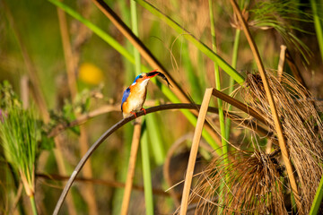 malachite kingfisher, This kingfisher has blue upperparts but has black banding with pale blue or greenish-blue on its forehead