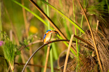 malachite kingfisher, This kingfisher has blue upperparts but has black banding with pale blue or greenish-blue on its forehead