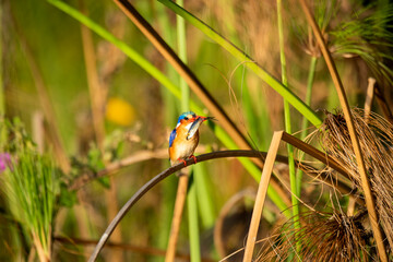 malachite kingfisher, This kingfisher has blue upperparts but has black banding with pale blue or greenish-blue on its forehead
